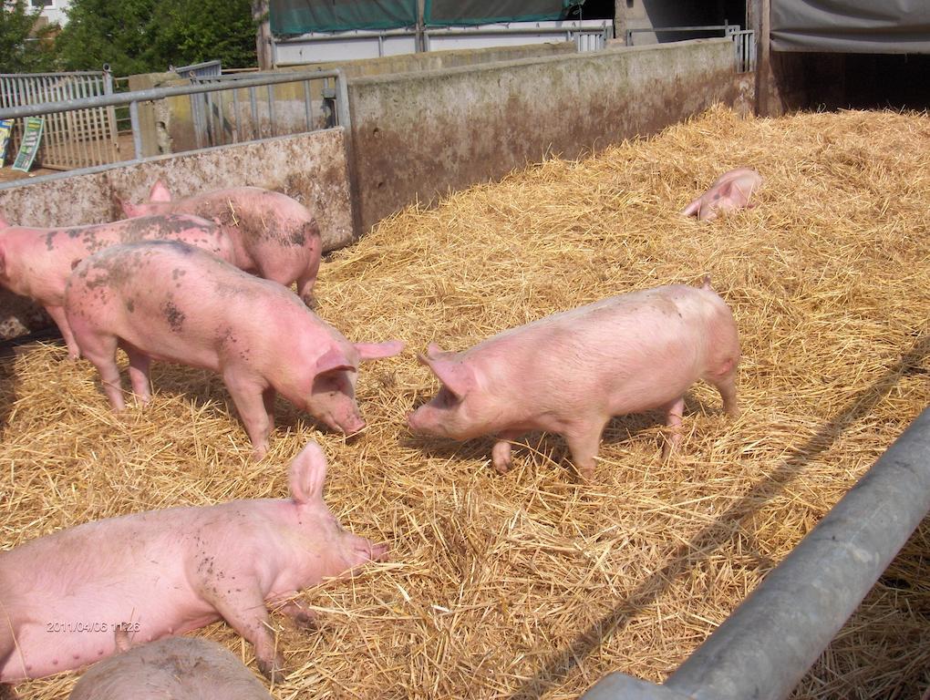 La Ferme Chauvet Panzió Chantenay-Villedieu Kültér fotó